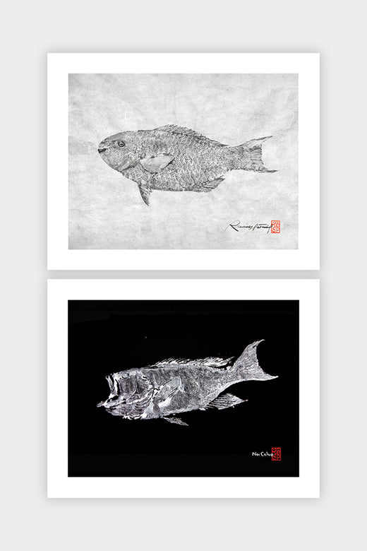 Parrotfish, Grouper (B&W) : 2 Print Bundle