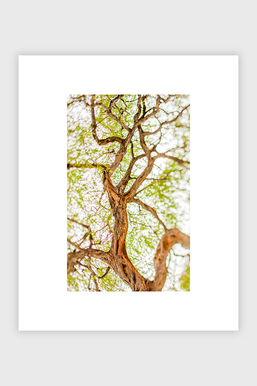 Tree of Life (Color)