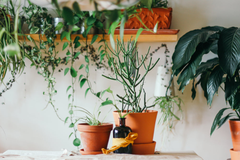 Why You Need to Add Plants to Your Home Décor