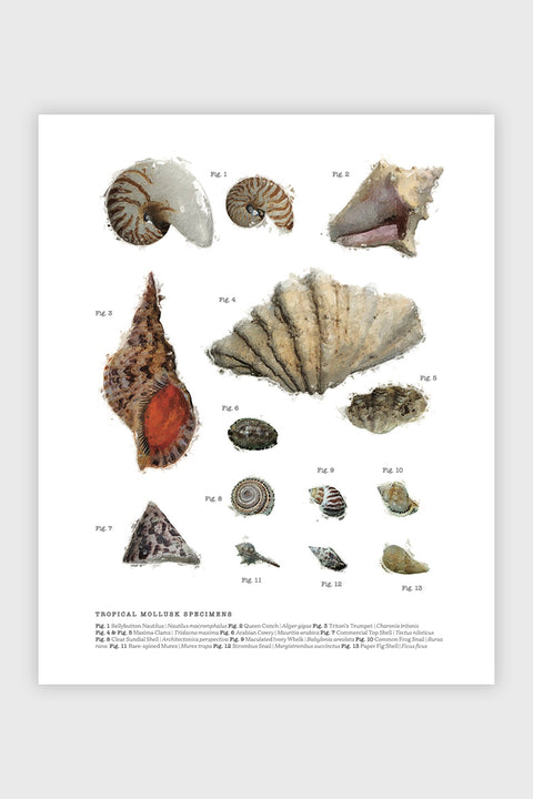 
            
                Load image into Gallery viewer, Mollusks
            
        