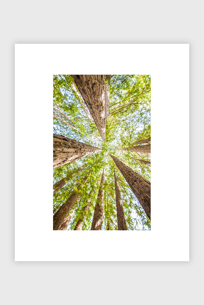 
            
                Load image into Gallery viewer, Redwoods No. 2
            
        