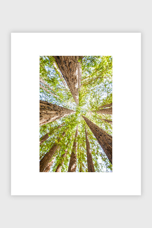 Redwoods No. 2