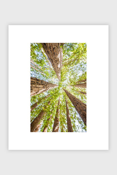 
            
                Load image into Gallery viewer, Redwoods No. 2
            
        