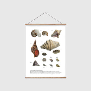 
            
                Load image into Gallery viewer, Mollusks
            
        