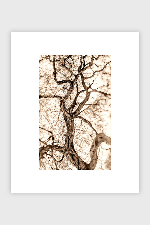 Tree of Life (B&W)